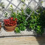 Holiday home Rabenseifner - Opatija *